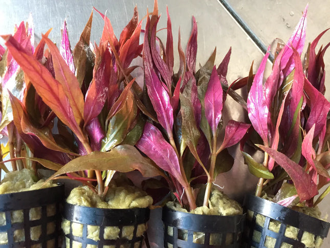 Vibrant Alternanthera Rosaefolia Live Aquarium Plant – Rosy Red Leaves