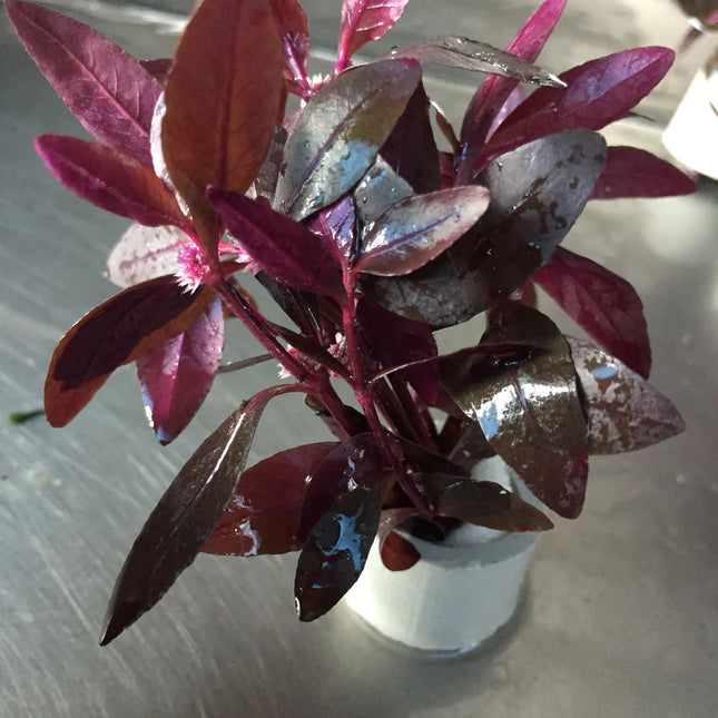 Easy Care Alternanthera Sessilis Live Aquarium Plant – Hardy Green Stem