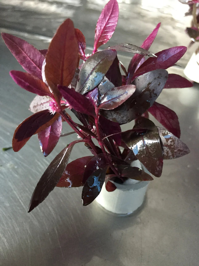 Easy Care Alternanthera Sessilis Live Aquarium Plant – Hardy Green Stem