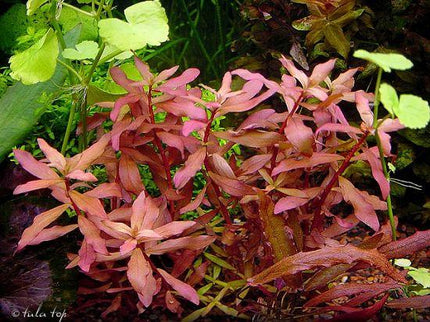 Vibrant Ammannia Nesaea Live Aquarium Plant – Bold Red Stem