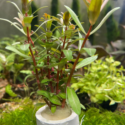 Vibrant Ammannia Pedicellata Golden Live Aquarium Plant – Yellow-Green Accent