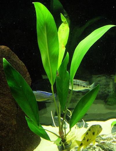 Hardy Anubias Lanceolata Live Aquatic Plant for Freshwater Aquariums & Terrariums