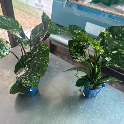 Rare Anubias Barteri Variegated Live Aquarium Plant – Collector Grade