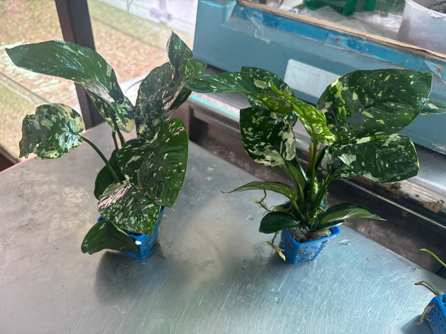 Rare Anubias Barteri Variegated Live Aquarium Plant – Collector Grade
