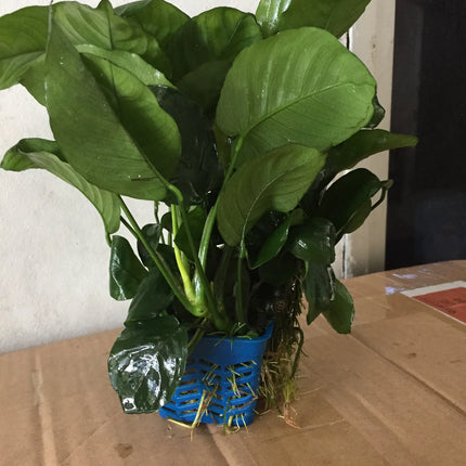 Classic Anubias Barteri Live Aquarium Plant – Potted, Easy Care, Low Light