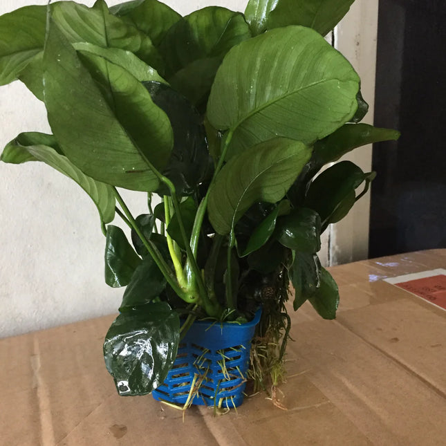 Classic Anubias Barteri Live Aquarium Plant – Potted, Easy Care, Low Light