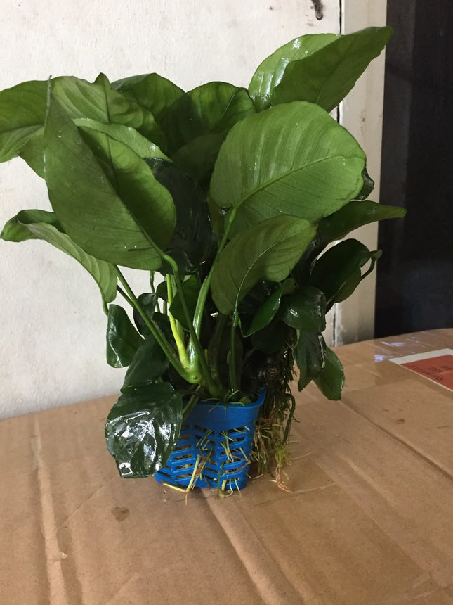 Classic Anubias Barteri Live Aquarium Plant – Potted, Easy Care, Low Light