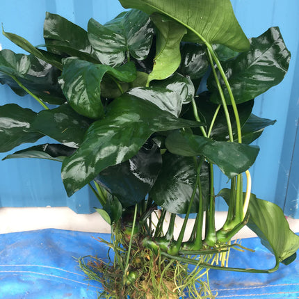 Premium Anubias Barteri Super Large Live Aquarium Plant – Lush Green Foliage