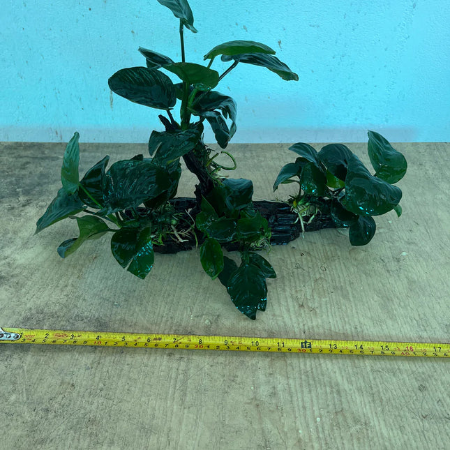 Anubias Barteri Live Aquarium Plant Tied on Natural Driftwood – Medium
