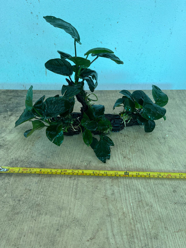 Anubias Barteri Live Aquarium Plant Tied on Natural Driftwood – Medium