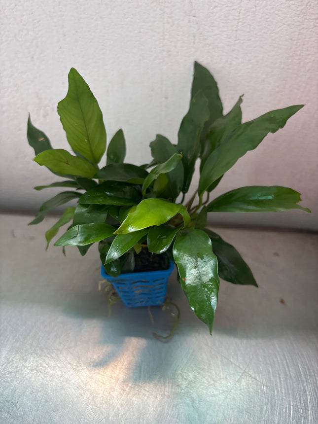 Hardy Anubias Glabra Live Aquarium Plant – Smooth Green Foliage