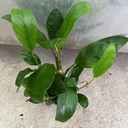 Hardy Anubias Congensis Live Aquarium Plant – Broad Leaf, Low Light