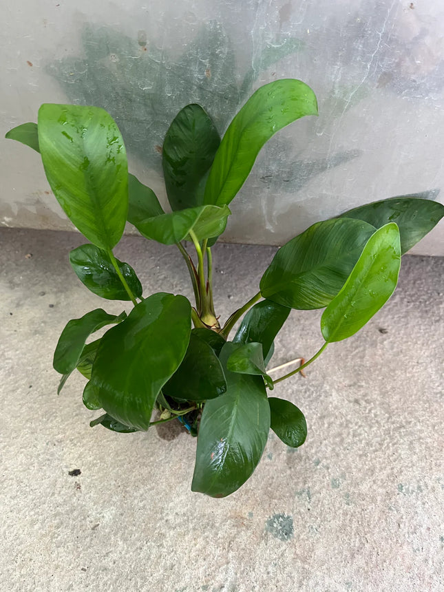 Hardy Anubias Congensis Live Aquarium Plant – Broad Leaf, Low Light