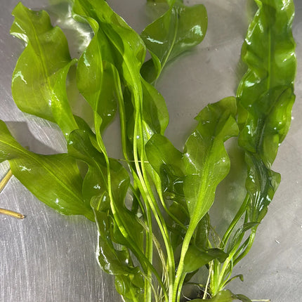 Elegant Aponogeton Ulvaceus Live Aquarium Plant – Fast Growing Background