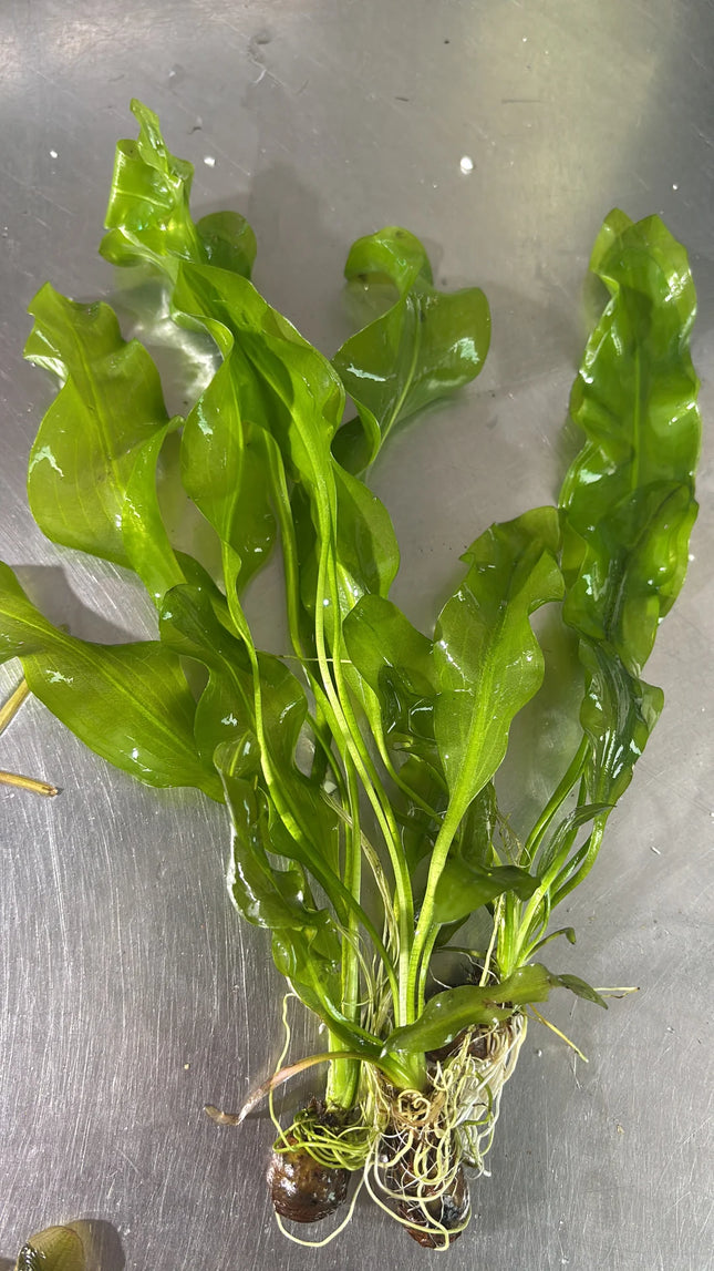 Elegant Aponogeton Ulvaceus Live Aquarium Plant – Fast Growing Background