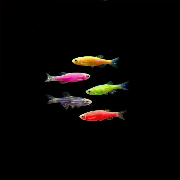 Luminous colour Zebra Danio 3cm