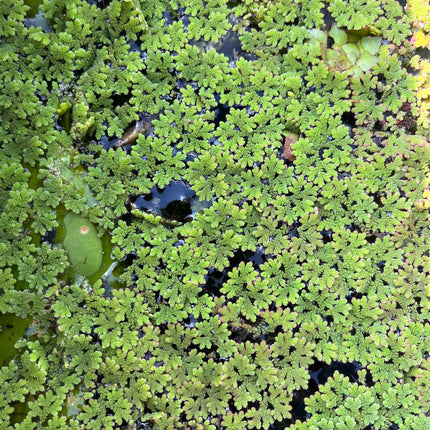 Floating Azolla Caroliniana Live Aquarium Plant – Easy Care Packet
