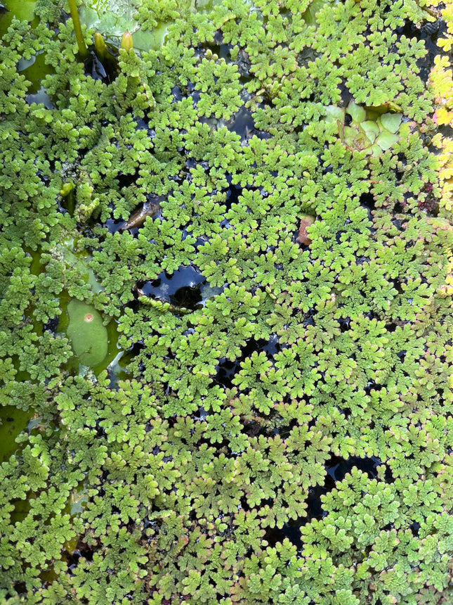 Floating Azolla Caroliniana Live Aquarium Plant – Easy Care Packet