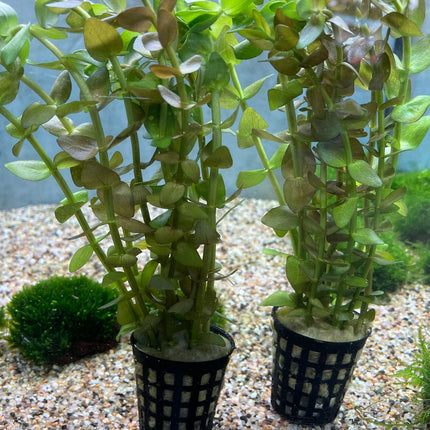 Easy Care Bacopa Caroliniana Live Aquarium Plant – Hardy Green Stem