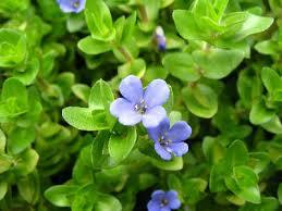 Easy Care Bacopa Caroliniana Live Aquarium Plant – Hardy Green Stem