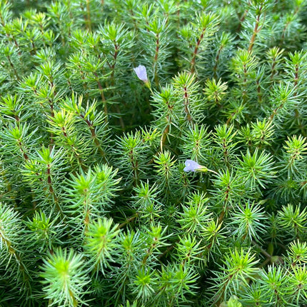 Vibrant Bacopa Myriophylloides Live Aquarium Plant – Fine Leaf Stem