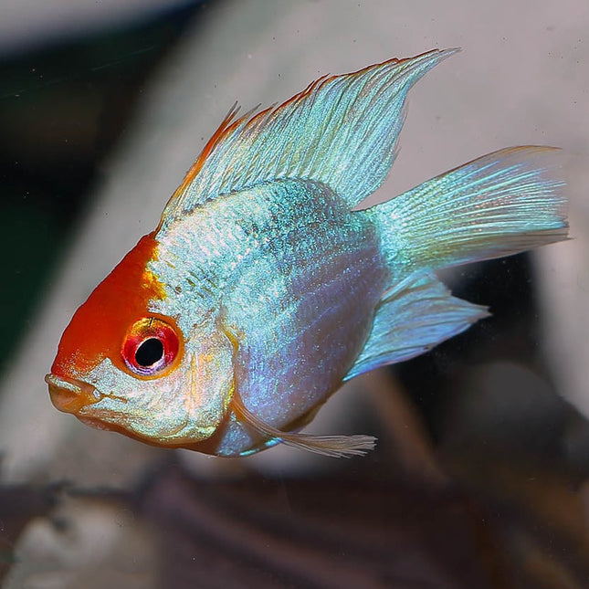 Balloon electric blue ram 3cm