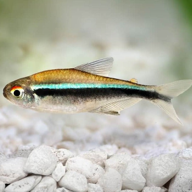 Black neon tetra 2.5cm