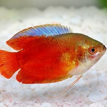 Blood Red Dwarf Gourami 3cm