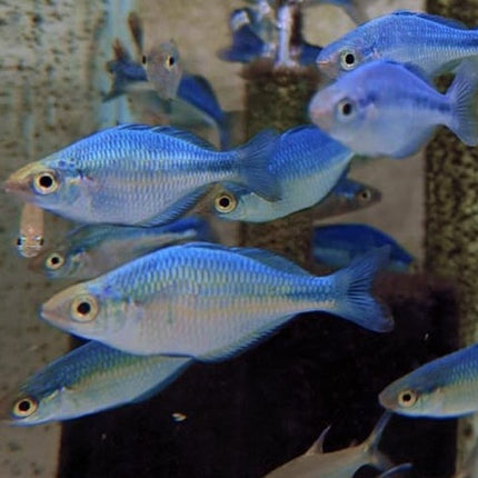 Blue Rainbow 4cm