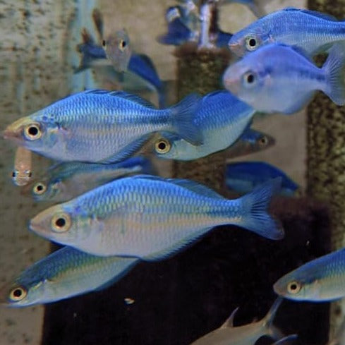 Blue Rainbow 4cm