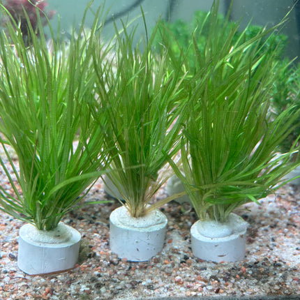 Vibrant Blyxa Japonica Live Aquarium Grass Plant – Foreground to Midground