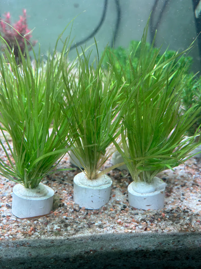 Vibrant Blyxa Japonica Live Aquarium Grass Plant – Foreground to Midground