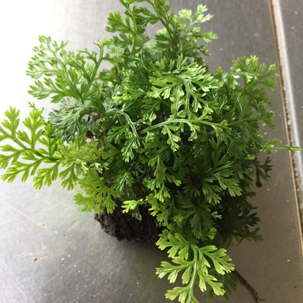 Mini Bolbitis Live Aquatic Plant for Easy Midground Aquarium Decor