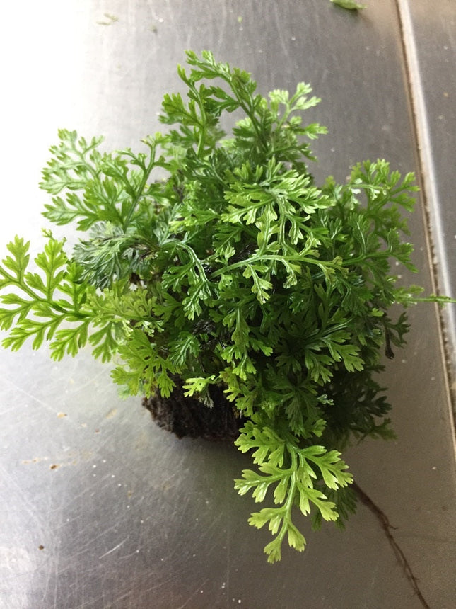 Mini Bolbitis Live Aquatic Plant for Easy Midground Aquarium Decor