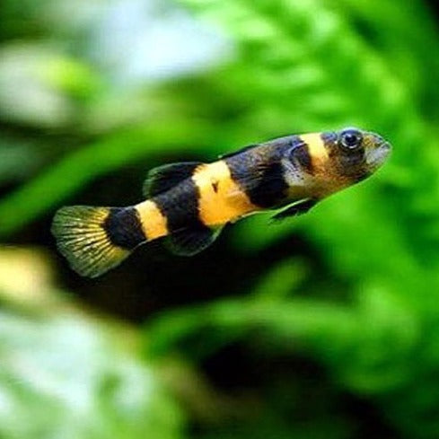 Bumblebee Goby 1.5-2cm