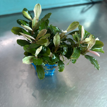 Vibrant Pink Melawi Bucephalandra Live Aquarium Plant, Low Maintenance Aquatic Beauty