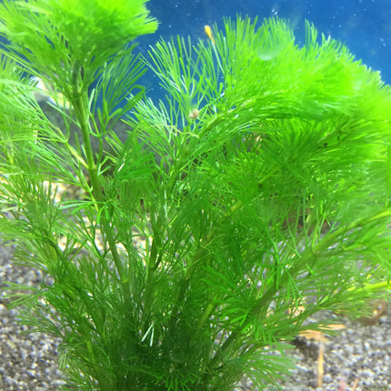 Lush Cabomba Caroliniana Live Aquarium Plant – Fine Leaf Background