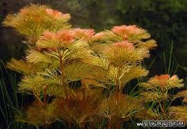 Delicate Cabomba Piauhyensis Live Aquarium Plant – Soft Green Foliage