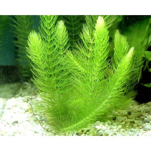 Easy Care Hornwort Live Aquarium Plant – Fast Growing Oxygenator