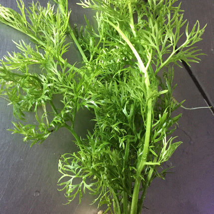 Fast Growing Ceratopteris Siliquosa Live Aquarium Fern