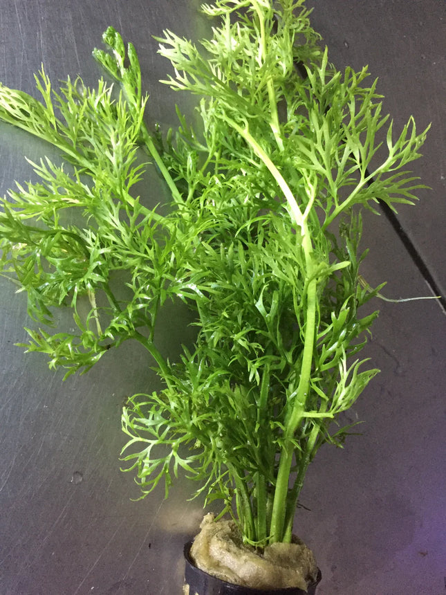 Fast Growing Ceratopteris Siliquosa Live Aquarium Fern