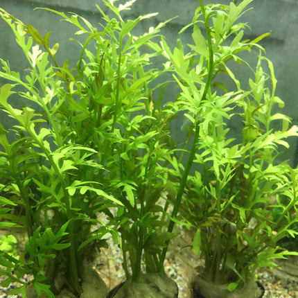 Lush Water Sprite Ceratopteris Thalictroides Live Aquarium Plant