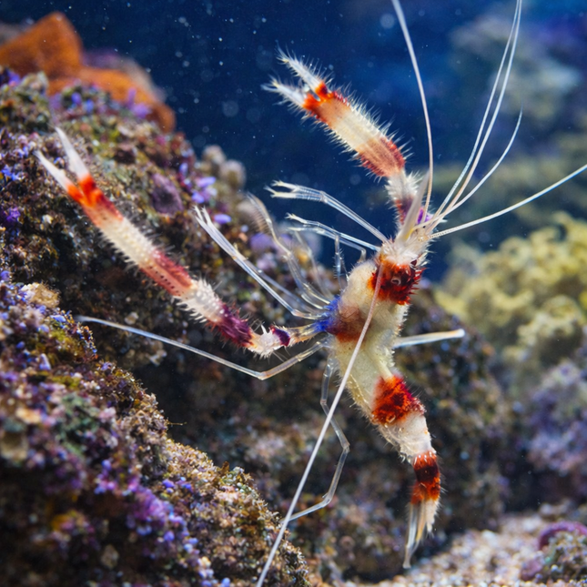 Red Banded shrimp Marine 3-8cm
