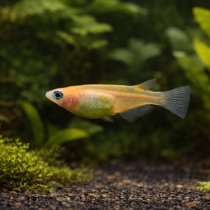 Red and white Ricefish 2cm