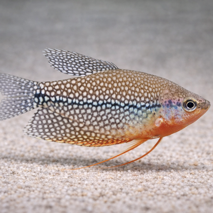 Pearl Gourami (4-5cm)