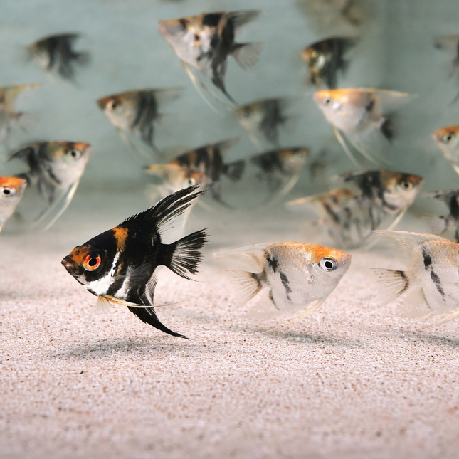 Assorted Angelfish (4-5cm)