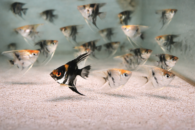 Assorted Angelfish (4-5cm)