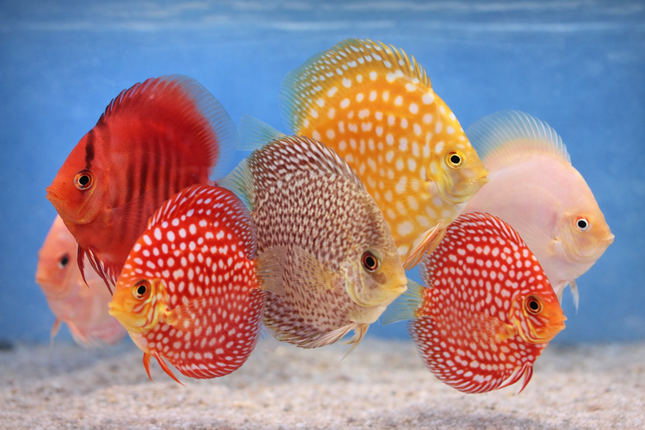 Assorted Discus (2", 3", 4")