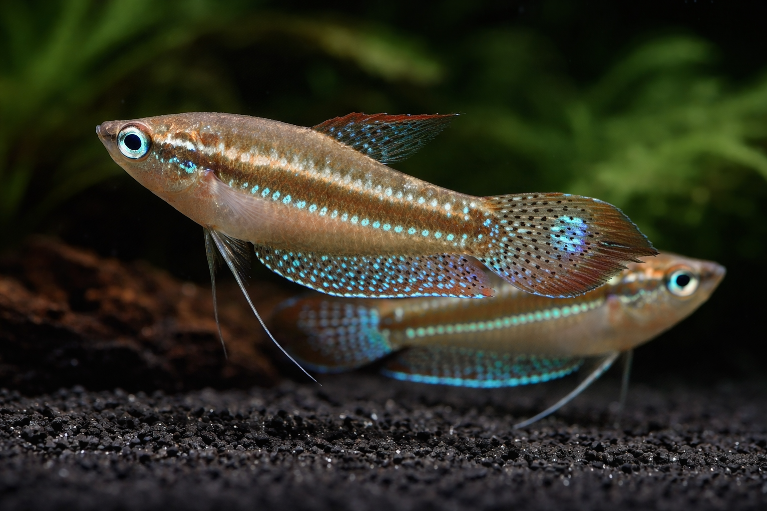 Sparkling Gourami 2cm Fishlist By Desmond Lim sparkling-gourami-2cm-fishlist-by-desmond-lim