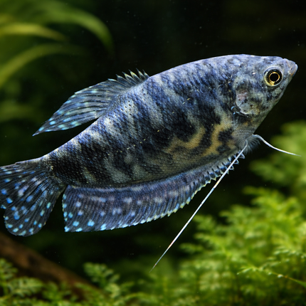 Opaline Gourami (4-5cm)